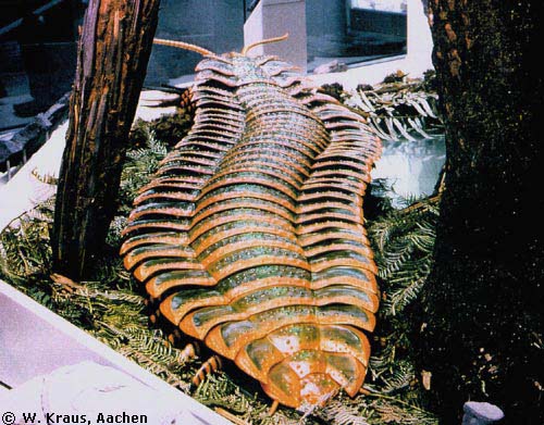 http://www.diplopoda.de/html/imgs/arthropleura.jpg